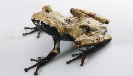 Discovered two new frog species in Vietnam