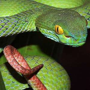 Discovered two new green snake species