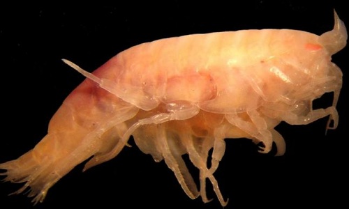 Discovered two new marine shrimp species specializing in eating whale carcasses
