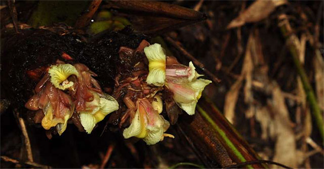 Discovered two new species of ginger in Myanmar