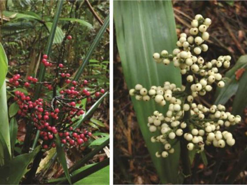 Discovered two new species of trees in Singapore