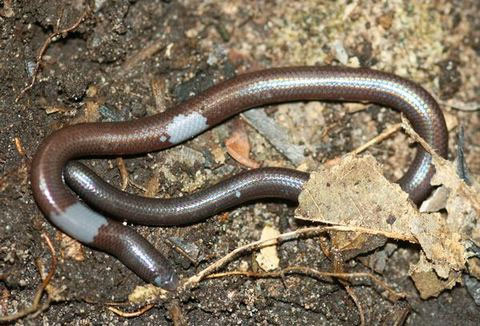 Discovered unspecified blind lizard in Cambodia