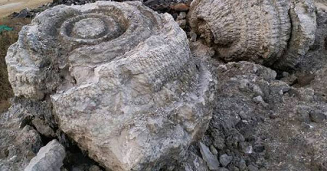 Discovering 5,000-year fossil graveyard in Ly Son