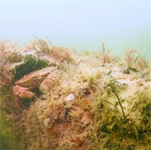 Discovering a 10,000-year-old mysterious forest in the deep sea