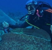 Discovering a few new species may be a cure for cancer