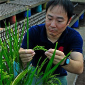 Discovering a new kind of rice gene for high yield