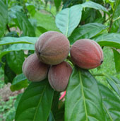 Discovering a plant that can cure cancer in Australia