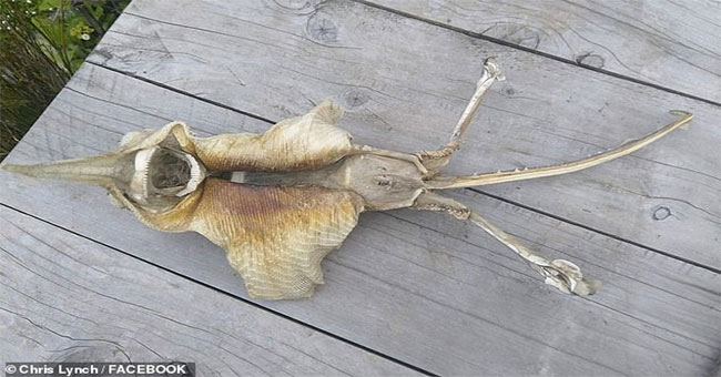 Discovering an alien species at the coast of New Zealand
