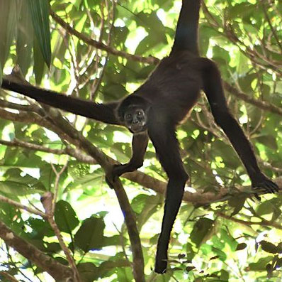 Discovering an endangered monkey in South America