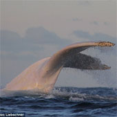 Discovering an extremely rare albino humpback whale