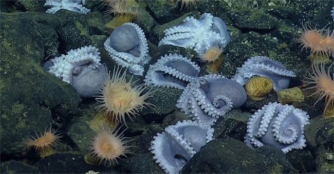 Discovering an extremely rare maternity hospital in the deep sea of ​​thousands of octopus