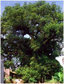 Discovering ancient incense plants in Nam Dinh