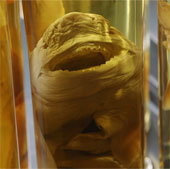 Discovering animals 'never before seen in life'