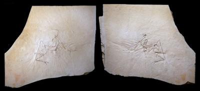 Discovering Archeopteryx - discovering surprising signs of dinosaurs