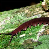 Discovering beautiful worms that know how to spray glue in Vietnam