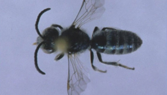 Discovering bees 'licking sweat to live'