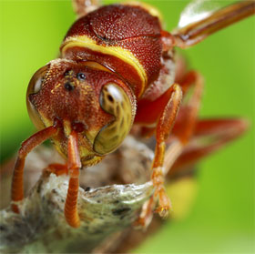 Discovering bees 'savage, bloodthirsty'