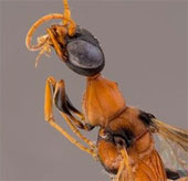 Discovering bees that attract birds in Southeast Asia