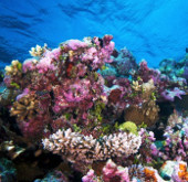 Discovering corals in depths 'never thought of'