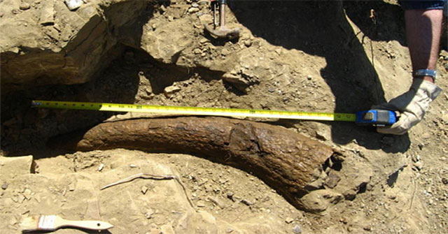 Discovering dinosaur horns 33,500 years old: Did humans live at the same time as dinosaurs?