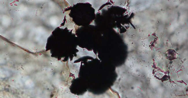 Discovering evidence of Earth's oldest life