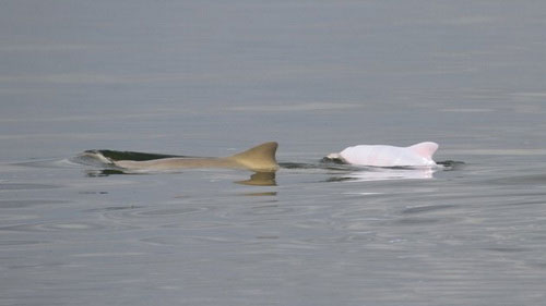 Discovering extremely rare albino dolphins