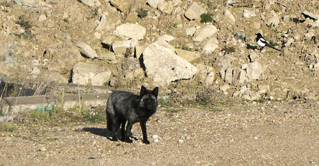 Discovering extremely rare black foxes in England