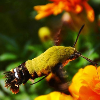 Discovering extremely rare insects in China