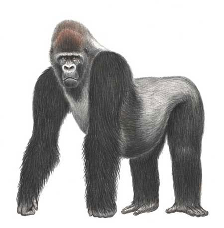 Discovering extremely rare monkeys