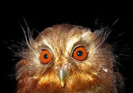 Discovering extremely rare tiny owl in Peru