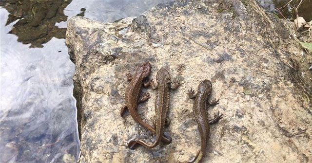 Discovering fish with legs in Cao Bang