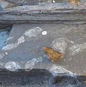 Discovering footprints from the Stone Age 5000 years ago