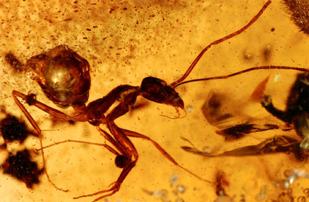 Discovering fossil ants 52 million years ago in India