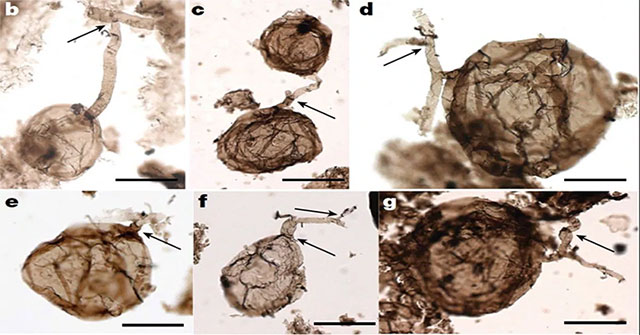 Discovering fossil mushrooms about a billion years old