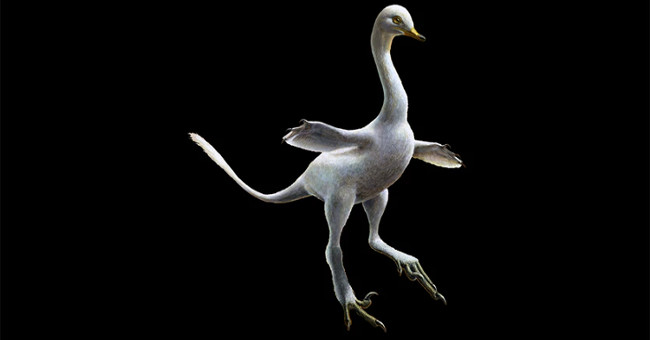 Discovering fossils 'swan dinosaurs' is odd in Mongolia