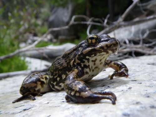 Discovering frog community near extinction