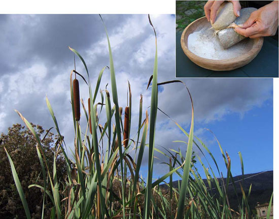 Discovering human species knows how to process food 20,000 years ago