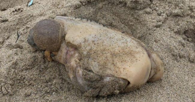 Discovering marine creatures with extremely strange and scary shapes