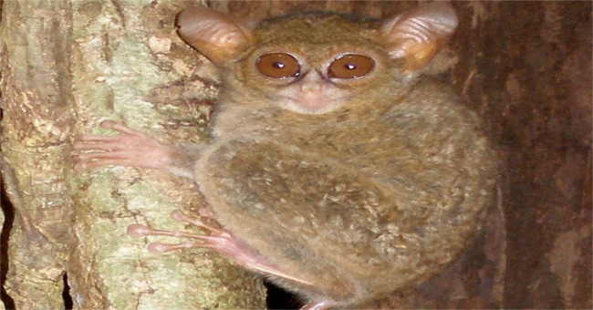 Discovering monkeys that have been dubbed