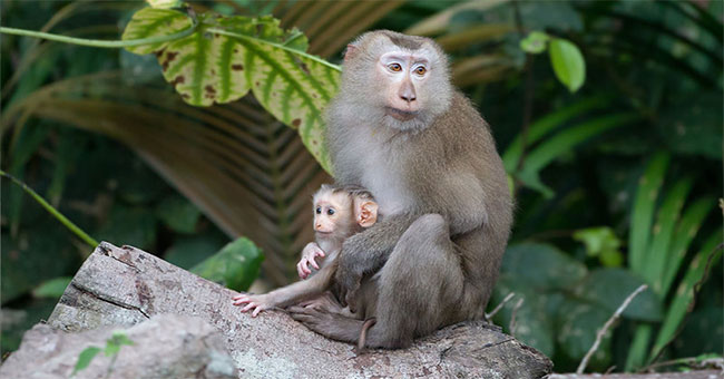 Discovering monkeys with pig tails, extremely rare in Vietnam