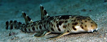 Discovering more than 50 new species of sea creatures in Indonesia