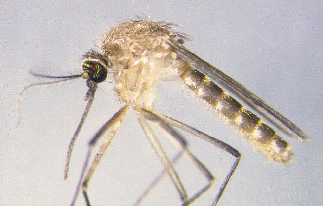 Discovering mosquito species without 'blood meal'