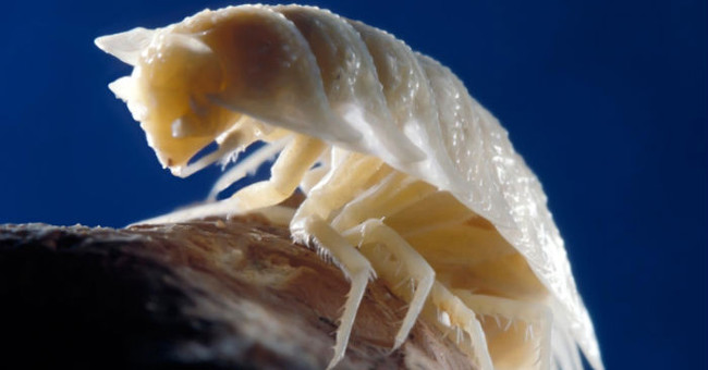 Discovering mysterious caves after 5.5 million years, found dozens of new species of creatures