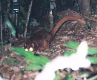 Discovering mysterious creatures in Borneo forest