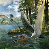 Discovering mysterious flying lizard fossils in China