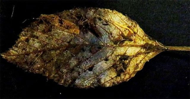 Discovering nearly 6,000-year-old leaves almost intact in the UK