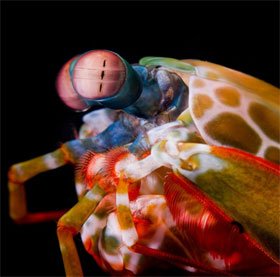 Discovering new abilities of mantis shrimp