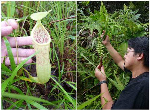Discovering new carnivorous plants in Cambodia