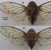 Discovering new cicadas in Lao Cai