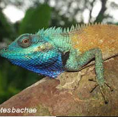 Discovering new colorful lizards in Vietnam